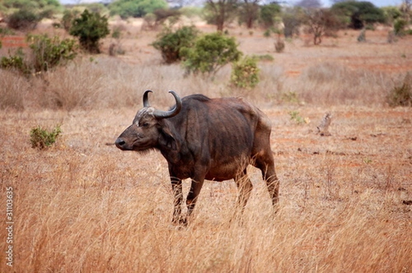 Fototapeta Bawół