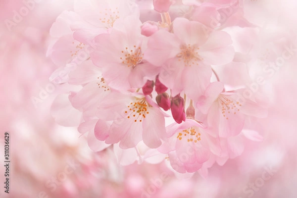 Obraz 桜（ジンダイアケボノ）