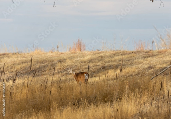 Fototapeta Whitetail Deer Buck in Colorado During the Fall Rut