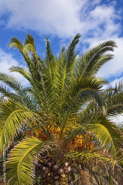 Fototapeta Canary Island Date Palm (Phoenix canariensis) with leaves and fruits against sky on sunny day. Vacation concept. Montenegro