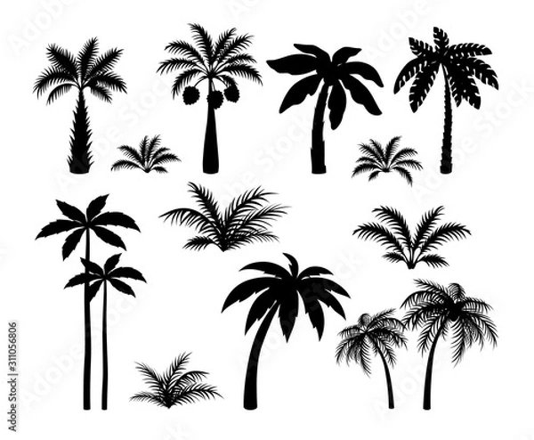 Fototapeta Silhouette palm trees. Set tropical black jungle plants illustration. Vector isolated image silhouettes leaves and coconut jungle tree on white background