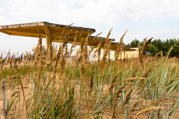 Fototapeta Ears of grass and a row of concrete blackouts on the beach.