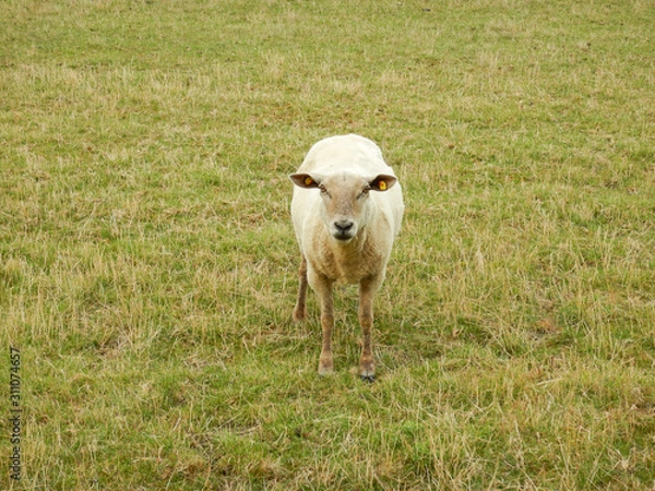 Obraz Sheep on a meadow