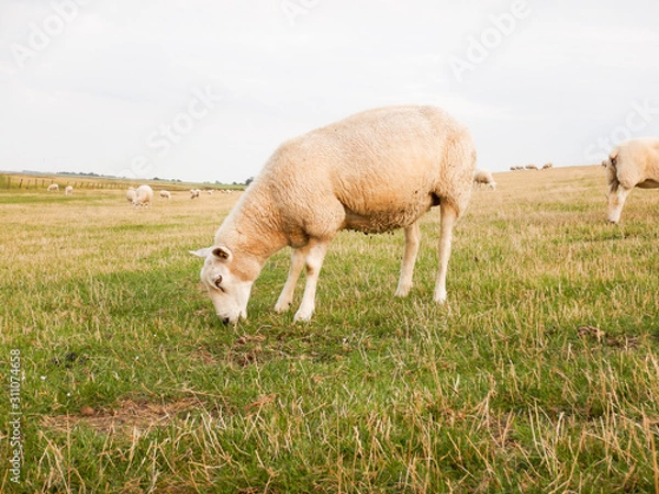 Obraz sleep on the dike