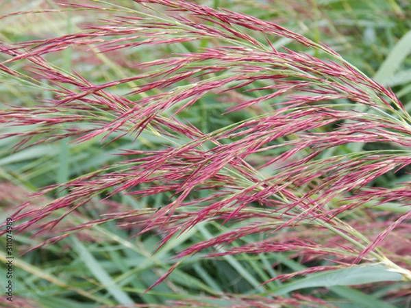 Obraz flora on the north sea