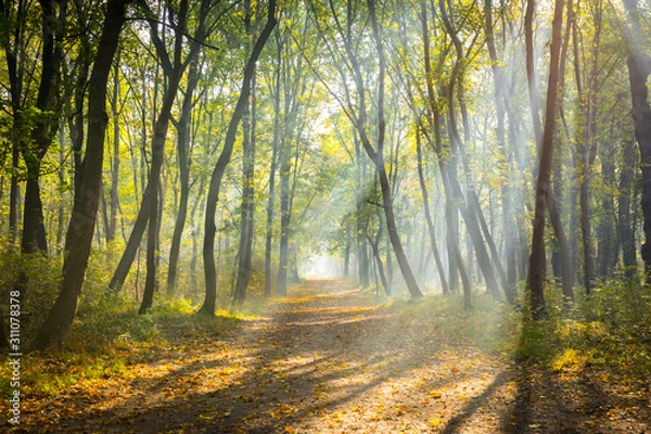 Obraz An early morning in a park in autumn