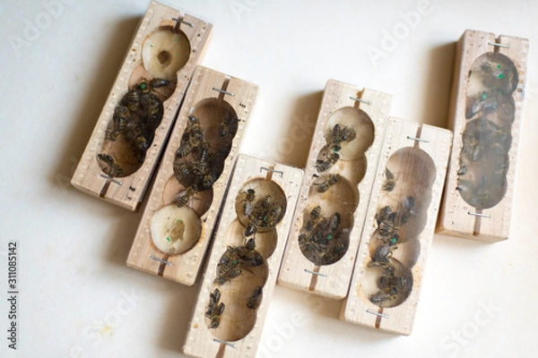 Fototapeta container with queen bees on a white background.