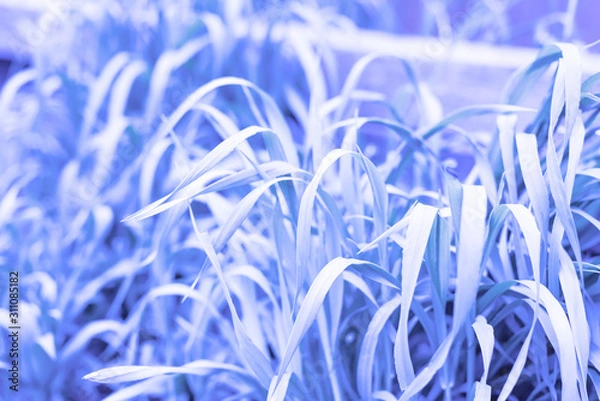 Fototapeta neon color grass background