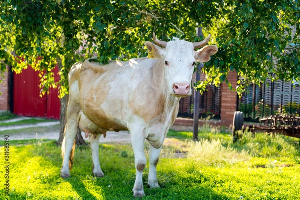 Fototapeta A pretty redhead cow is standing near a tree.