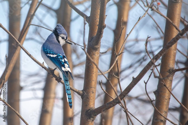 Obraz Stunning Blue Jay