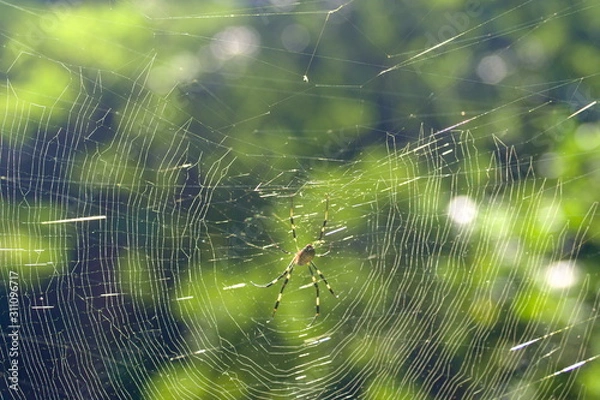 Obraz spider web with morning dew