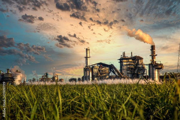 Fototapeta sugar cane industry