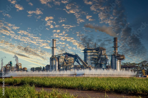 Fototapeta sugar cane industry