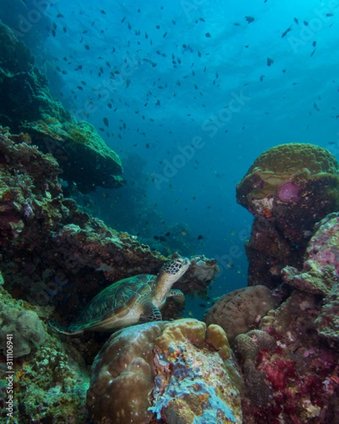Fototapeta A sea turtle on the bottom of a tropical reef