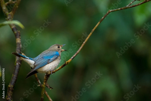 Fototapeta Blue-and-white (or Zappeys) Flycatcher