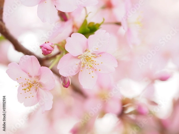 Obraz 満開の河津桜の咲く日本の春の風景