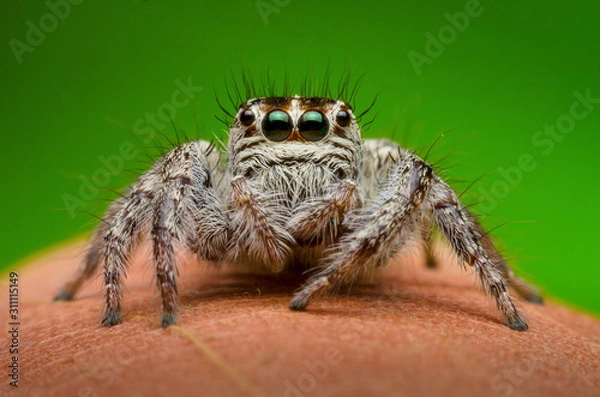 Obraz jumping spider on brown leaf