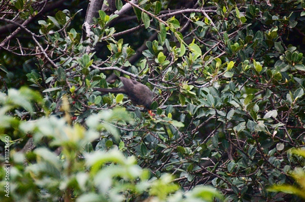 Obraz pajaro en arbol
