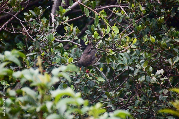 Obraz pajaro en arbol