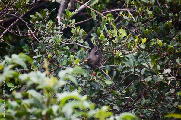 Obraz pajaro en arbol