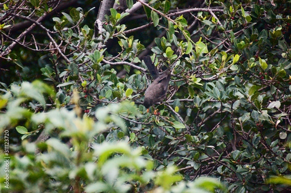 Obraz pajaro en arbol