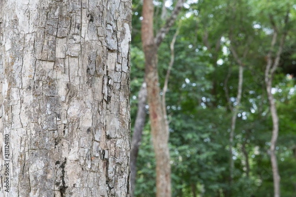 Fototapeta bark of a tree