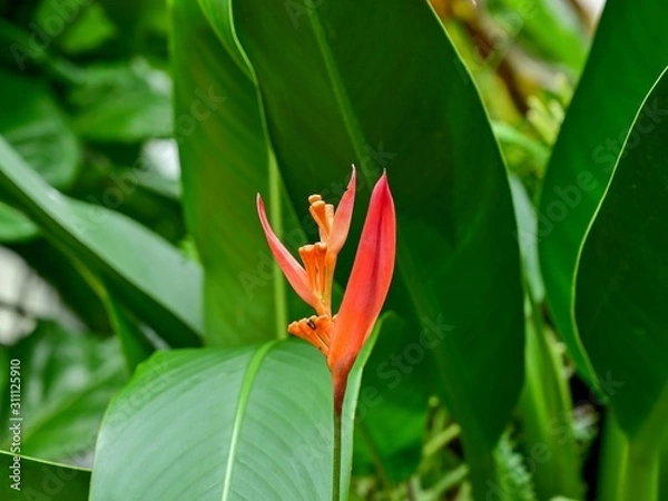 Fototapeta 光を浴びて輝くヘリコニア（オウムバナ）の花