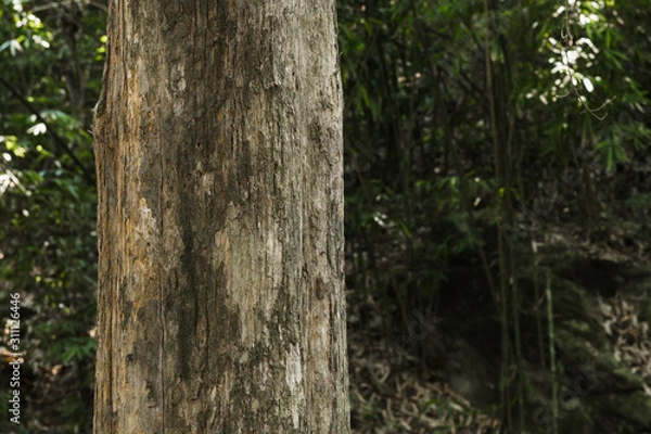 Obraz Teak tree in the forest 