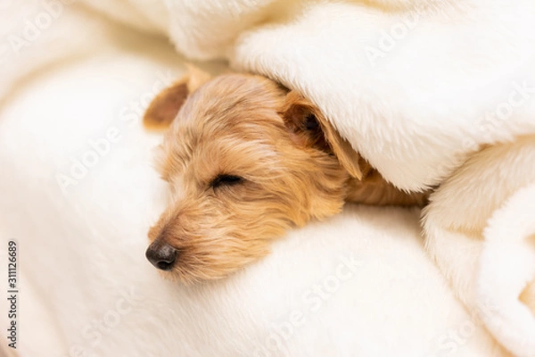 Fototapeta 毛布に包まって眠るノーフォークテリア犬