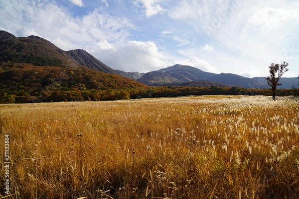 Obraz タデ原湿原　紅葉　大分県玖珠郡九重町