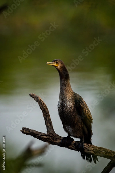 Fototapeta great cormorant or large black cormorant portrait during breeding season at winters of keoladeo national park or bird sanctuary, bharatpur, rajasthan, india