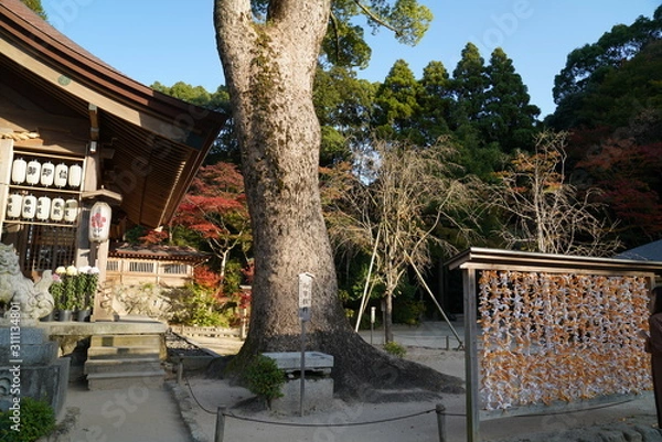Obraz 竈神社　紅葉　太宰府市