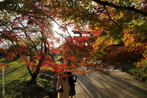 Obraz 竈神社　紅葉　太宰府市