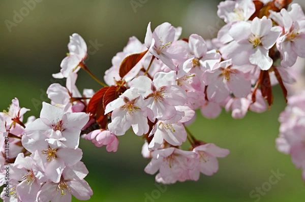 Obraz オオヤマザクラの花のアップ