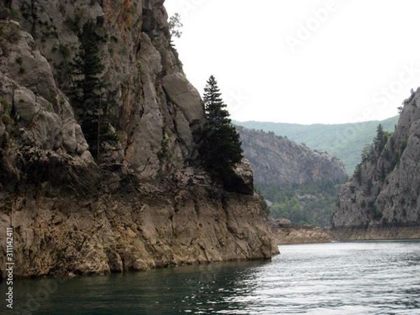 Obraz pine tree  on a rock