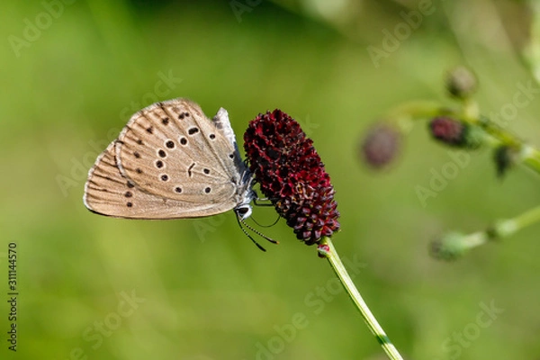 Obraz ゴマシジミ