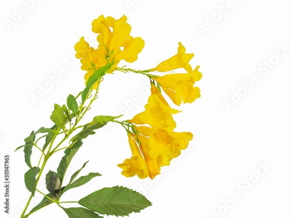 Obraz Yellow elder flower or Yellow bells (Tecoma stans) blossom on green branch isolated on white background, common names include yellow trumpetbush and ginger-thomas.