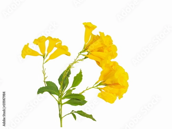 Fototapeta Yellow elder flower or Yellow bells (Tecoma stans) blossom on green branch isolated on white background, common names include yellow trumpetbush and ginger-thomas.
