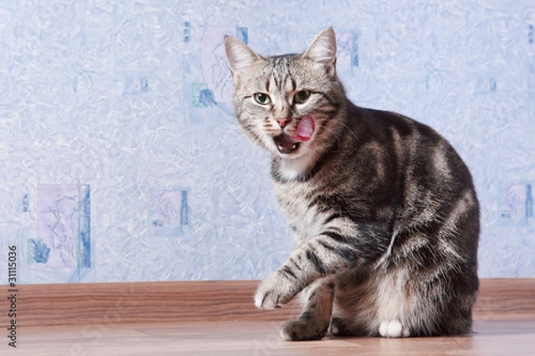 Obraz cat licks her lips