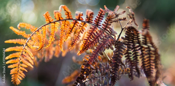 Obraz Farn im Herbst