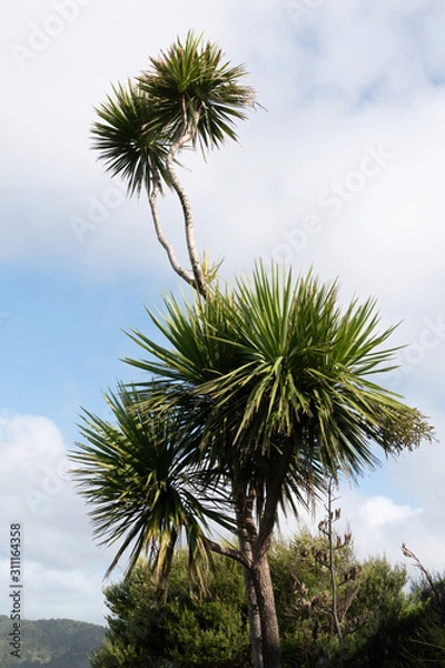 Fototapeta Vertical view of cabbage tree (Cordyline australis)