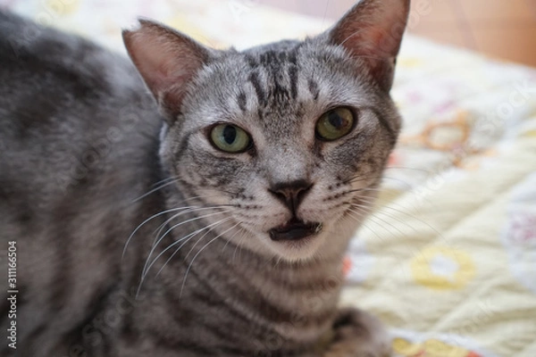 Fototapeta サバトラ猫の顔のクローズアップ