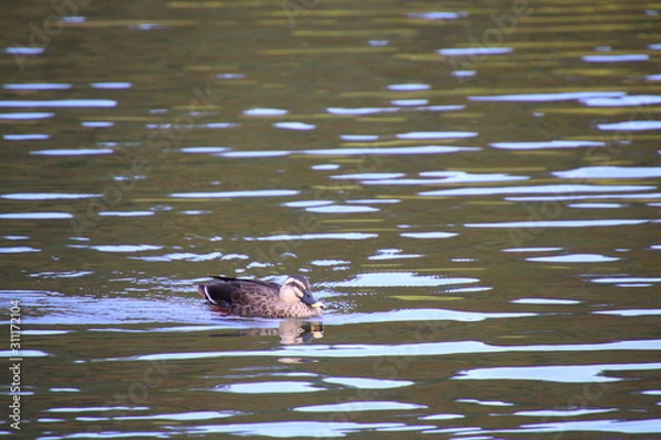 Fototapeta 池を泳ぐカルガモ