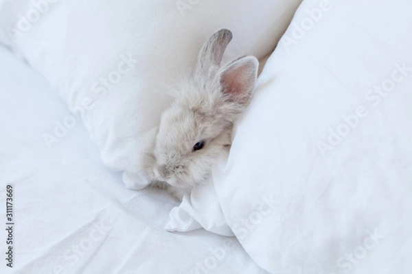 Fototapeta Sleeping fluffy white rabbit on the bed