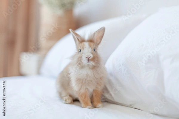Fototapeta Ginger rabbit close up portrait on the bed. Fluffy pet portrait at home on white background. Fluffy brown and white small bunny is the symbol of Easter and spring
