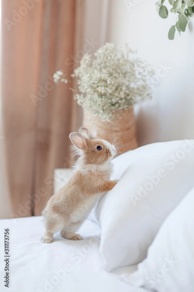 Fototapeta Easter bunny on the bed vertical orientation. Soft focus background. Animal standing on hind legs. Ginger rabbit interesting with home living.