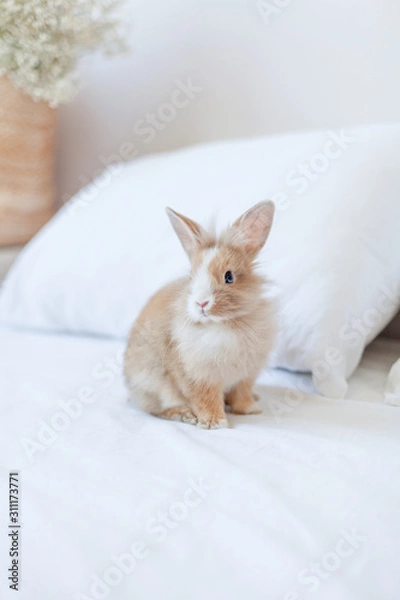 Fototapeta Small fluffy ginger baby rabbit on the white background on the bed. Easter bunny rabbit close up 