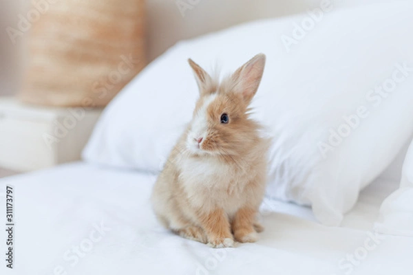 Fototapeta Ginger rabbit close up portrait on the bed. Fluffy pet portrait at home on white background. Fluffy brown and white small bunny is the symbol of Easter and spring
