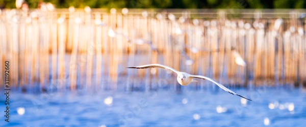 Fototapeta Cinemascope image. A white seagull flying its wings above the water surface. Background with orange sunlight shining down onto the tree trunk.