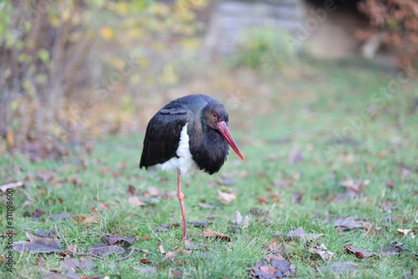 Fototapeta Schwarzstorch